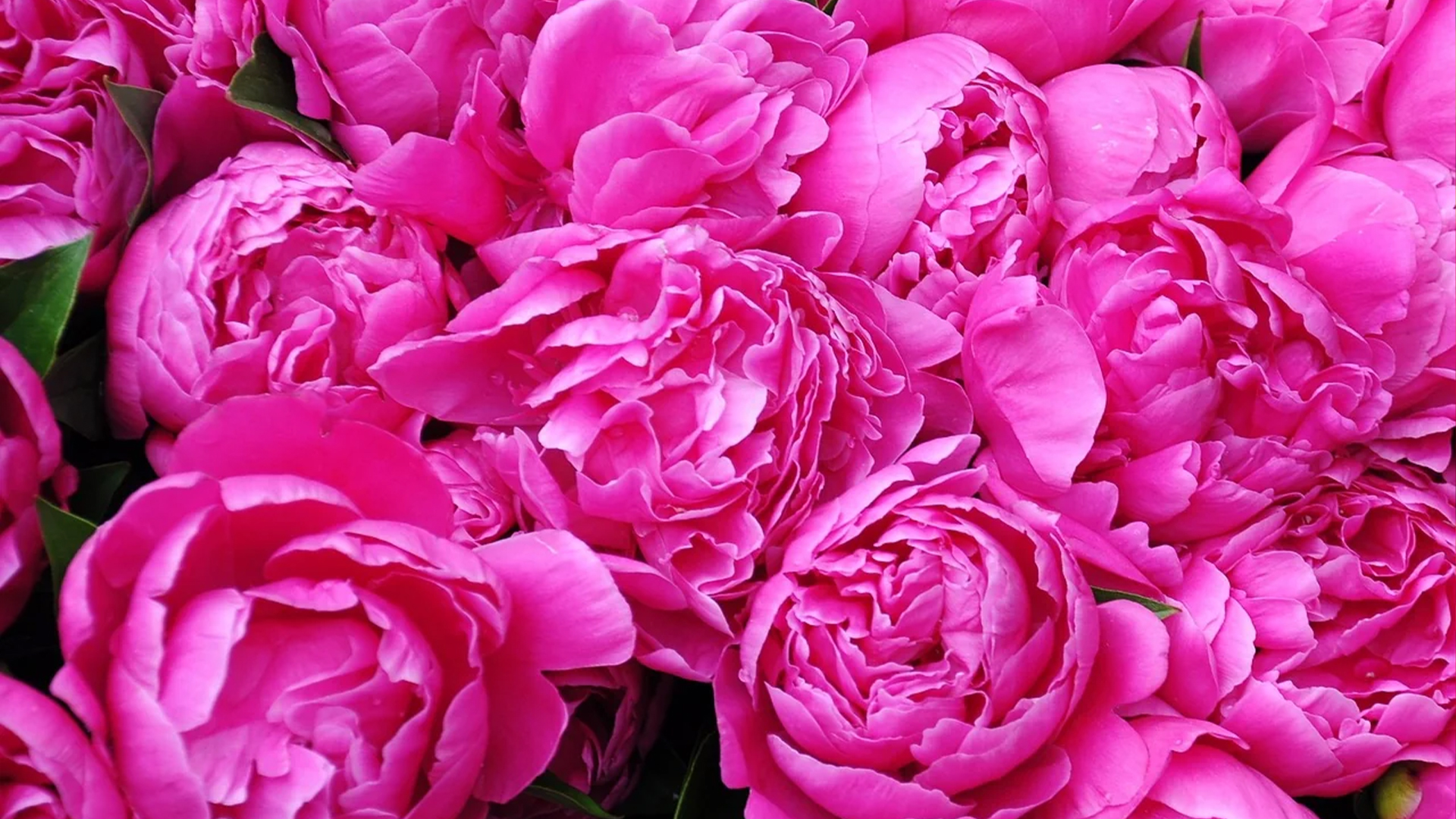 peonies gallery